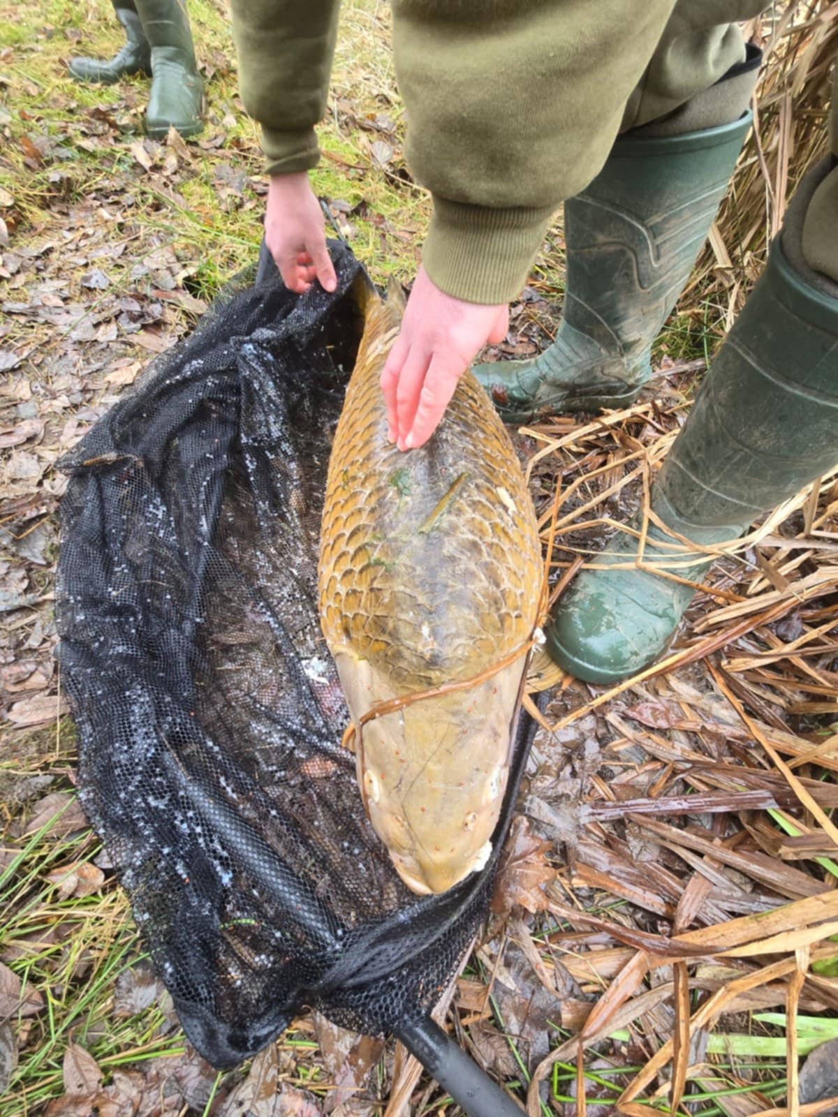 The Loss of a known common- Patch - Blackfords Progressive Angling Society